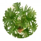 DwarfGiantFarm 100Pcs A Set Philodendron congo Seed ProDgf