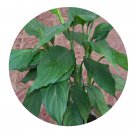 DwarfGiantFarm 100Pcs A Set aglaonema modestum schott Seed ProDgf