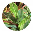 DwarfGiantFarm 100Pcs A Set Aglaonema Red Vein Seed ProDgf