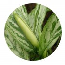 DwarfGiantFarm 100Pcs A Set Aglaonema commutatum Seed ProDgf