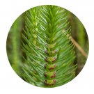 DwarfGiantFarm 3000Pcs A Set Hippuris Vulgaris Seed ProDgf