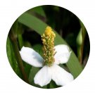 DwarfGiantFarm 3000Pcs A Set Houttuynia cordata Seed  ProDgf