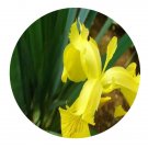 DwarfGiantFarm 100Pcs A Set Iris pseudacorus Seed ProDgf