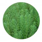 DwarfGiantFarm 3000Pcs A Set Myriophyllum aquaticum Seed ProDgf