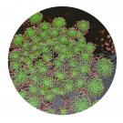 DwarfGiantFarm 3000Pcs A Set Ludwigia sedioides Seed ProDgf