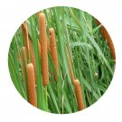 DwarfGiantFarm 3000Pcs A Set cattail Seed ProDgf