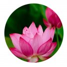 DwarfGiantFarm 100Pcs A Set Nelumbo nucifera Seed   ProDgf