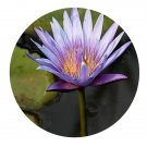 DwarfGiantFarm 100Pcs A Set Nymphaea alba seed   ProDgf