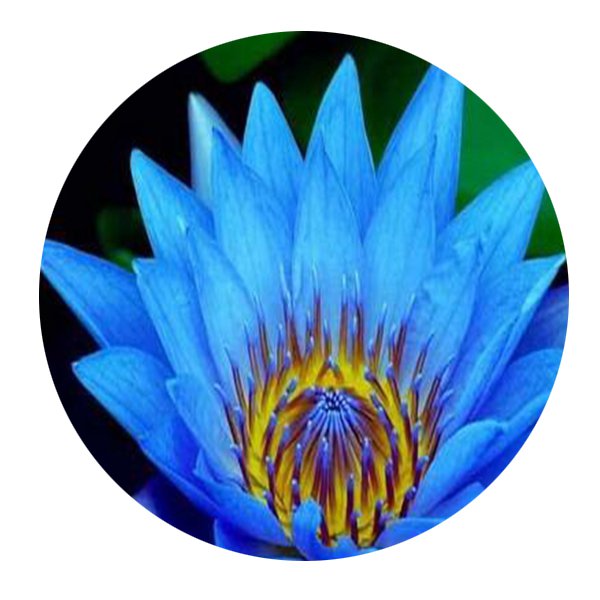 DwarfGiantFarm 100Pcs A Set Nymphaea caeruloa Savigny Seed   ProDgf