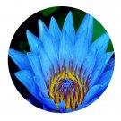 DwarfGiantFarm 100Pcs A Set Nymphaea caeruloa Savigny Seed   ProDgf