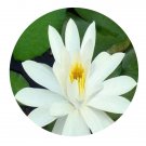 DwarfGiantFarm 100Pcs A Set Nymphaea lotus L. Sp. Pl. Seed    ProDgf