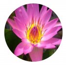 DwarfGiantFarm 100Pcs A Set Nymphaea lotus var.pubescens seed  ProDgf