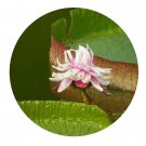 DwarfGiantFarm 100Pcs A Set Victoria amazonica seed  ProDgf
