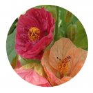 DwarfGiantFarm 200Pcs A Set Abutilon hybridum Seed  ProDgf