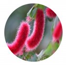 DwarfGiantFarm 200Pcs A Set Acalypha reptans. Seed Seed