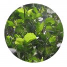 DwarfGiantFarm 200Pcs A Set Acalypha wilkesiana Muell. Arg Seed Prodgf
