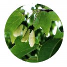 DwarfGiantFarm 200Pcs A Set Acer buergerianum Miq Seed Prodgf