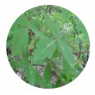 DwarfGiantFarm 200Pcs A Set Acer griseum Seed Prodgf