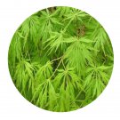 DwarfGiantFarm 200Pcs A Set Acer palmatum Dissecrum Seed Prodgf