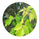 DwarfGiantFarm 200Pcs A Set Acer platanoictes Seed  Prodgf