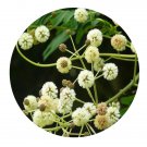 DwarfGiantFarm 200Pcs A Set Acacia farnesiana Seed Prodgf