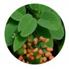 DwarfGiantFarm 200Pcs A Set Acaciacatechu Seed Prodgf