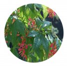 DwarfGiantFarm 200Pcs A Set Acer pubinerve Rehd Seed Prodgf