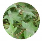 DwarfGiantFarm 200Pcs A Set Acer serrulatum Seed Prodgf