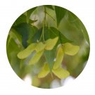 DwarfGiantFarm 200Pcs A Set Acer truncatum Bunge Seed Prodgf