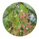 DwarfGiantFarm 200Pcs A Set Acer tutcheri Duthie Seed Prodgf