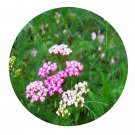 DwarfGiantFarm 200Pcs A Set Achillea sibirca Seed Prodgf