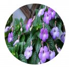 DwarfGiantFarm 200Pcs A Set Achimenes Roberts dressler Seed Prodgf