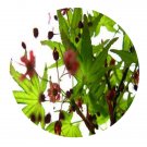 DwarfGiantFarm 200Pcs A Set Acer palmatum Dissectum Seed Prodgf