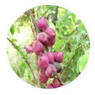DwarfGiantFarm 200Pcs A Set Symphoricarpos sinensis Seed Prodgf