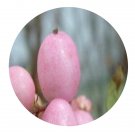 DwarfGiantFarm 200Pcs A Set symphoricarpos doorenbosii Seed  Prodgf