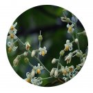 DwarfGiantFarm 200Pcs A Set Styrax chinensis  Seed   Prodgf