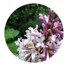 DwarfGiantFarm 200Pcs A Set Syringa pekinensis Seed  Prodgf