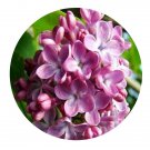 DwarfGiantFarm 200Pcs A Set SYRINGA vulgaris Seed  Prodgf