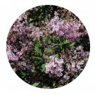 DwarfGiantFarm 200Pcs A Set Syringa yunnanensis Franch Seed  Prodgf