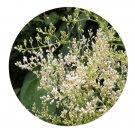 DwarfGiantFarm 200Pcs A Set Syringareticulata Seed  Prodgf