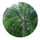 DwarfGiantFarm 200Pcs A Set Wodyetia bifurcata Seed Prodgf