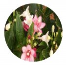DwarfGiantFarm 200Pcs A Set Weigela coraeensis Thunb Seed Prodgf