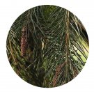 DwarfGiantFarm 200Pcs A Set Picea smithiana Seed Prodgf