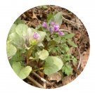 DwarfGiantFarm 200Pcs A Set Physochlaina physaloides Seed  Prodgf