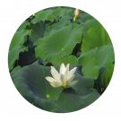 DwarfGiantFarm 100Pcs A Set Nelumbo nucifera Seed  Prodgf