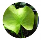 DwarfGiantFarm 100Pcs A Set Nymphoides aquatica Seed Prodgf