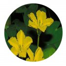 DwarfGiantFarm 3000Pcs A Set Nymphoides peltatum Seed Prodgf
