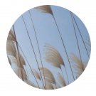 DwarfGiantFarm 3000Pcs A Set Phragmites australis Seed Prodgf