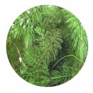DwarfGiantFarm 3000Pcs A Set Ceratophyllum demersum Seed  Prodgf