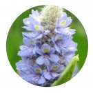 DwarfGiantFarm 3000Pcs A Set Pontederia cordata Seed Prodgf